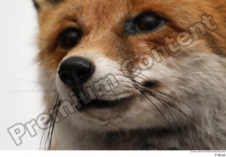 Red fox mouth nose 0003.jpg